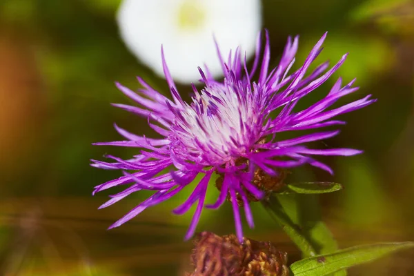 Flores Semillas Bardana — Foto de Stock