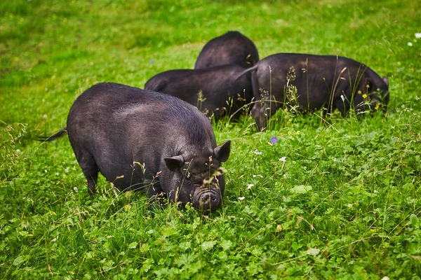 Şirin şişko göbekli domuzlar üzerinde özel çiftlik ücretsiz çayır