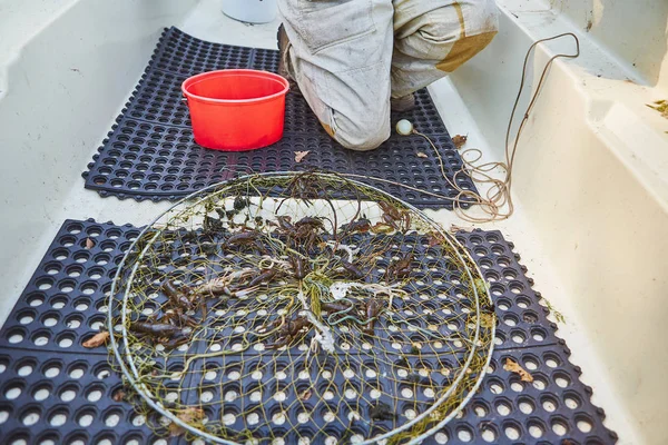 Процесс Кактусования Раков Захвата Горном Озере Сладкой Воды — стоковое фото