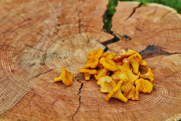 绿草木盘上的森林野 Chanterelles — 图库照片