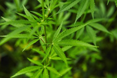 Yeşil taze marihuana yaprağı deseni