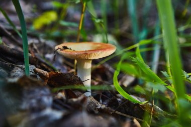 Ormanda Russula yenilebilir mantar yetişir