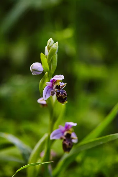 Orquídea Silvestre Rara Abeja Que Florece Área Mediterránea Primavera — Foto de Stock