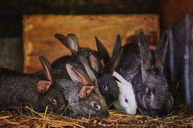 Çiftlik yeme, tavşan