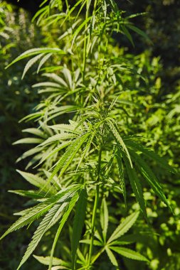 Yeşil taze marihuana yaprağı deseni