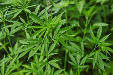 Yeşil taze marihuana yaprağı deseni