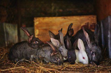 Çiftlik yeme, tavşan