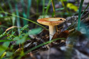 Ormanda Russula yenilebilir mantar yetişir