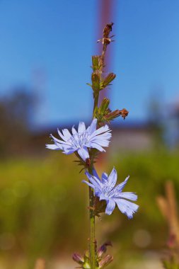 Hindiba çiçek kahve yerine ot