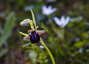 Akdeniz bölgesinde bahar çiçek açan vahşi nadir arı orkide