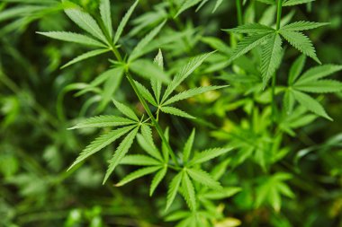 Yeşil taze marihuana yaprağı deseni