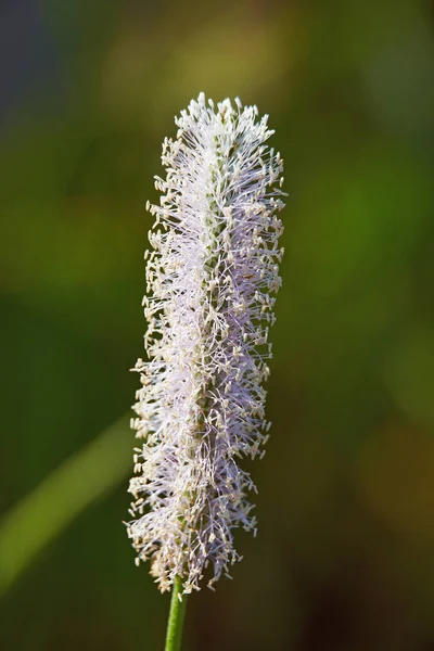 Flor Plantago Cerca — Foto de Stock