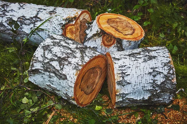 Grumes Bouleau Coupés Forêt — Photo