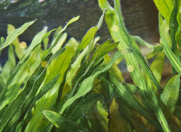 Sweet water north lake sea weeds underwater