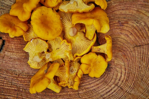 绿草木盘上的森林野 Chanterelles — 图库照片