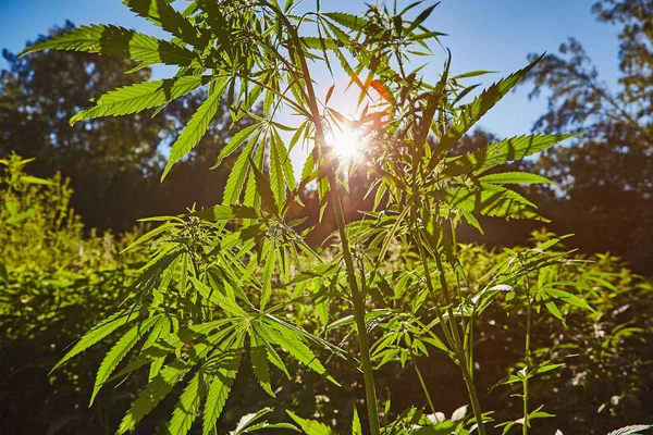 Esrar bitki mavi gökyüzü arka plan üzerinde kopya alanı ile güzel natürmort