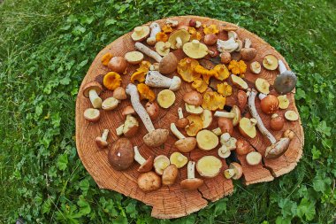 Ahşap tabak karışık orman çoğunlukla suillus, leccinum ve Cantharellus cibarius mantar