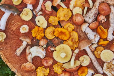 Ahşap tabak karışık orman çoğunlukla suillus, leccinum ve Cantharellus cibarius mantar