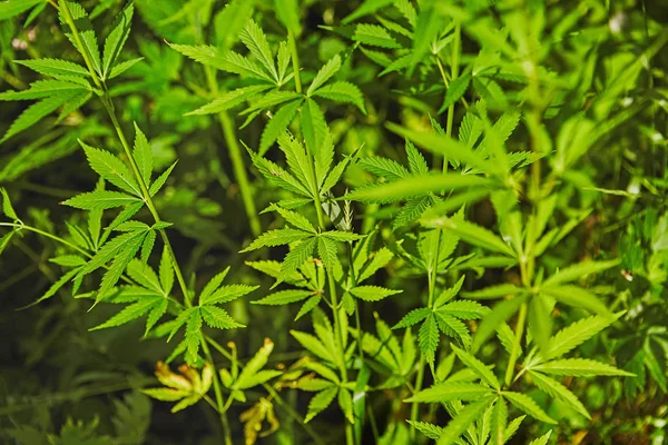 Patrón Hojas Marihuana Fresca Verde — Foto de Stock