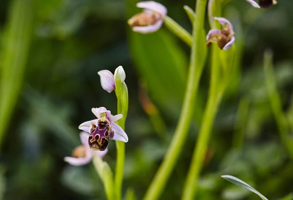 Orquídea Silvestre Rara Abeja Que Florece Área Mediterránea Primavera — Foto de Stock