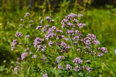 Vahşi origanum ormanda çiçek açan
