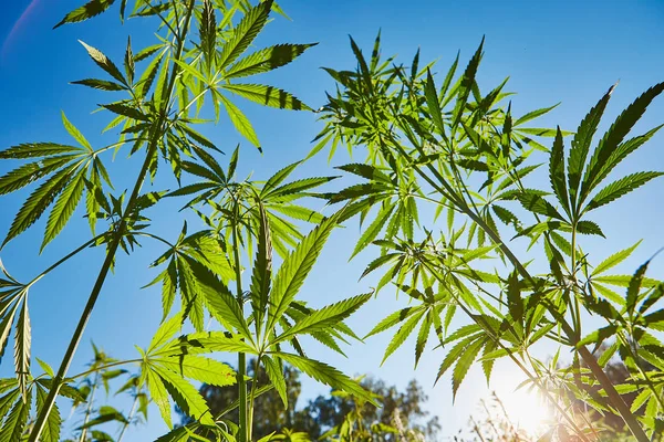 Schönes Stillleben Mit Kopierraum Von Marihuana Pflanze Auf Blauem Himmelshintergrund — Stockfoto