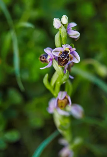 Orquídea Silvestre Rara Abeja Que Florece Área Mediterránea Primavera — Foto de Stock