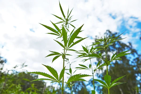 Junge Blätter Von Marihuana Auf Himmelshintergrund — Stockfoto