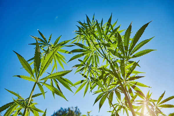 Schönes Stillleben Mit Kopierraum Von Marihuana Pflanze Auf Blauem Himmelshintergrund — Stockfoto