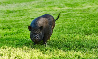 Şirin şişko göbekli domuzlar üzerinde özel çiftlik ücretsiz çayır
