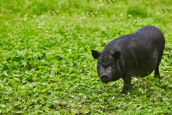 Lindos Cerdos Gordos Con Vientre Prado Libre Granja Privada — Foto de Stock