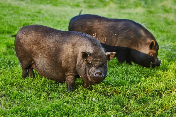 Ładny Tłuszczu Garnek Wybrzuszony Świnie Wolna Łąka Prywatnego Gospodarstwa Rolnego — Zdjęcie stockowe