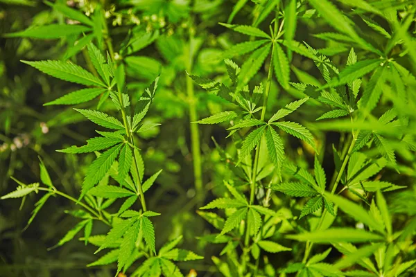 Modello Foglie Marijuana Fresca Verde — Foto Stock