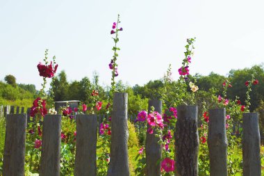 Willage bahçesinde çiçek açan Malva