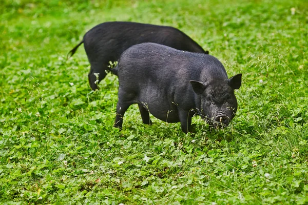 Ładny Tłuszczu Garnek Wybrzuszony Świnie Wolna Łąka Prywatnego Gospodarstwa Rolnego — Zdjęcie stockowe