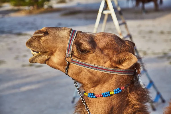 Chameau Avec Selle Utilisé Pour Équitation Touristique — Photo