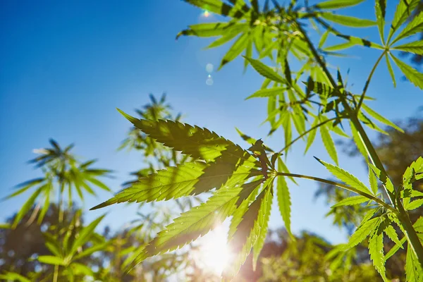 Schönes Stillleben Mit Kopierraum Von Marihuana Pflanze Auf Blauem Himmelshintergrund — Stockfoto