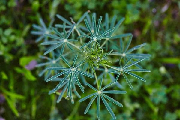 Estrellas Puntiagudas Como Hojas Plantas Silvestres — Foto de Stock