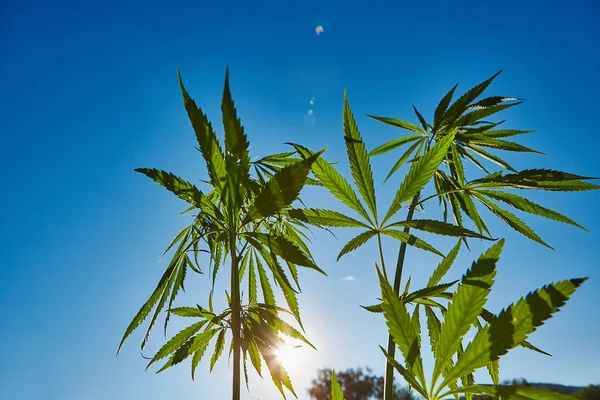 Schönes Stillleben Mit Kopierraum Von Marihuana Pflanze Auf Blauem Himmelshintergrund — Stockfoto
