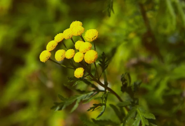 Tansy Flower Blooming Summer — Stock Photo, Image