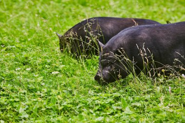Şirin şişko göbekli domuzlar üzerinde özel çiftlik ücretsiz çayır