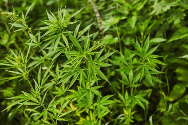 Yeşil taze marihuana yaprağı deseni