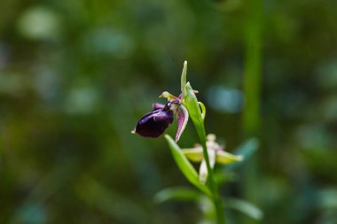 Akdeniz bölgesinde bahar çiçek açan vahşi nadir arı orkide