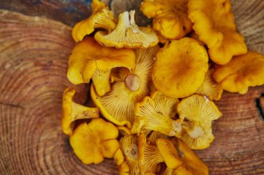 Orman vahşi chanterelles yeşil çim ahşap tabakta