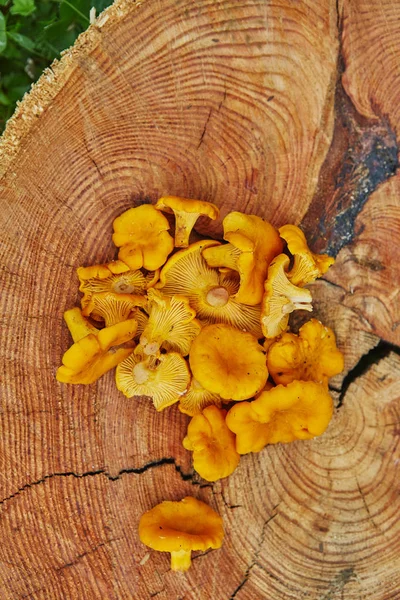 绿草木盘上的森林野 Chanterelles — 图库照片