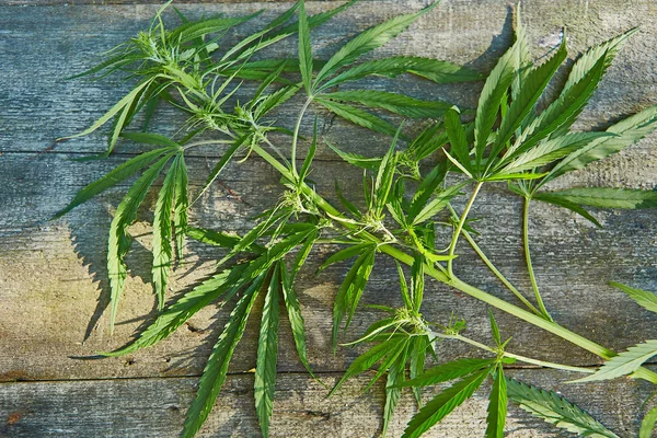 Récolte Concept Marijuana — Photo