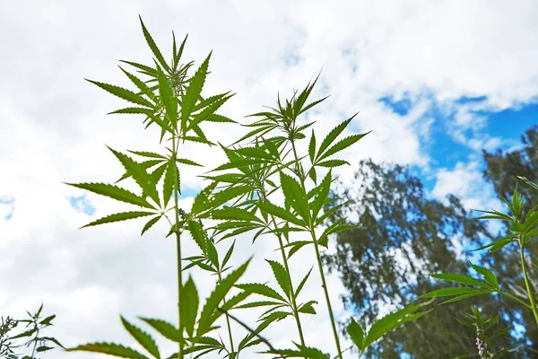 Junge Blätter Von Marihuana Auf Himmelshintergrund — Stockfoto