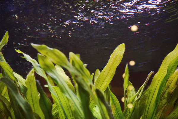 Сладкая Вода Северного Озера Морские Водоросли Водой — стоковое фото