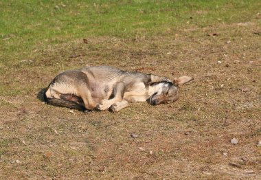 Kadın kurt hemşirelik bebekler sonra dinlenme