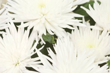 Karışık çiçek buketleri üzerinde Doğum günü kutlaması